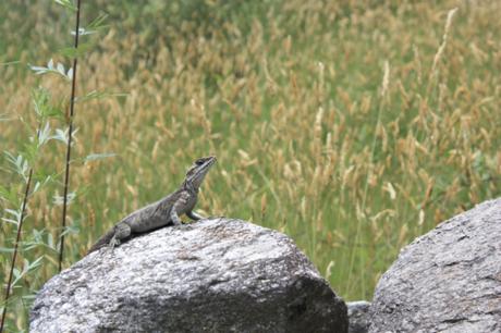 DAILY PHOTO: Common Indian Monitor & Amber Waves