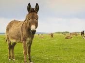 Claim Owner Donkey Causes Damage