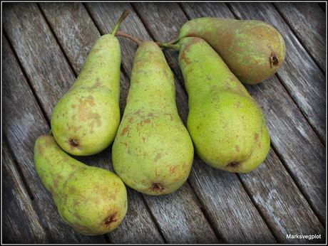 Harvesting pears