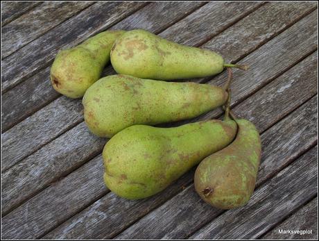 Harvesting pears