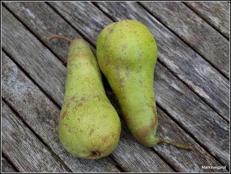 Harvesting pears