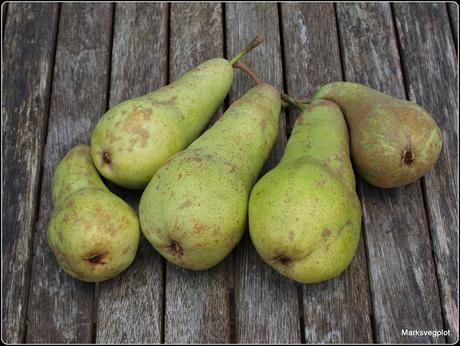 Harvesting pears