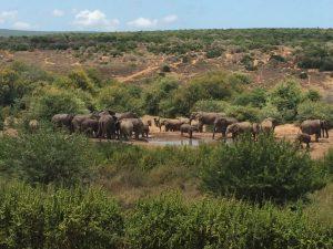 “At the water hole.” Addo National Elephant Park