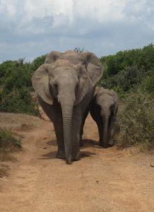 “At the water hole.” Addo National Elephant Park