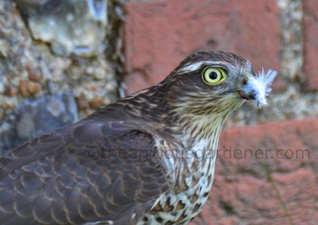 The Sparrowhawk