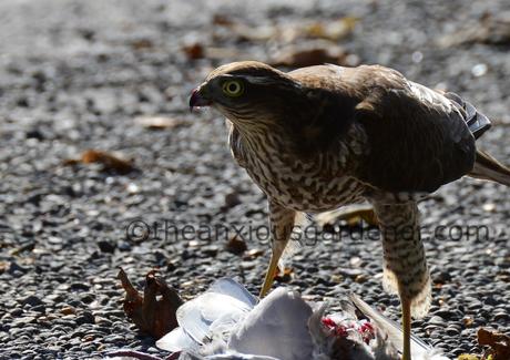 The Sparrowhawk