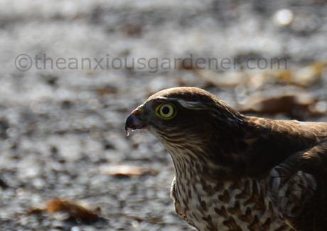 The Sparrowhawk