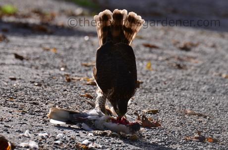 The Sparrowhawk