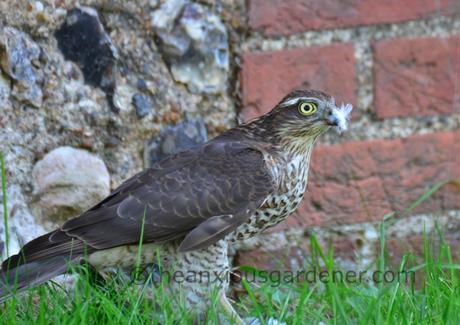 The Sparrowhawk