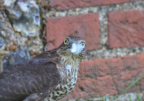 The Sparrowhawk