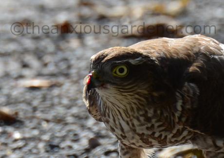 The Sparrowhawk