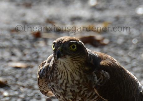 The Sparrowhawk