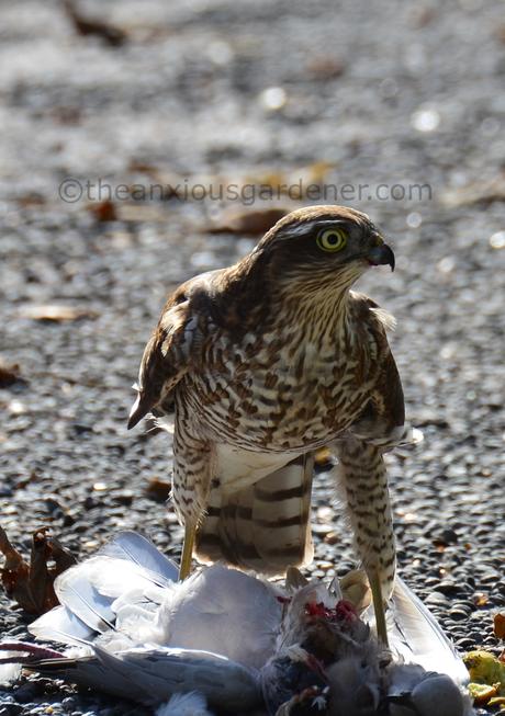 The Sparrowhawk