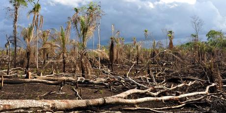 Degraded Tropical Forests Now Release More Carbon Than They Store