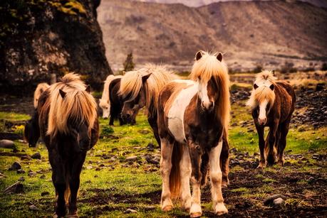 Iceland with Kids