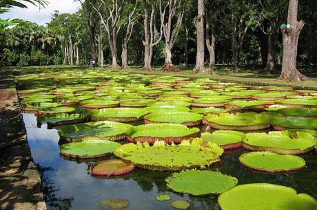 The Top 10 Things to See in Mauritius