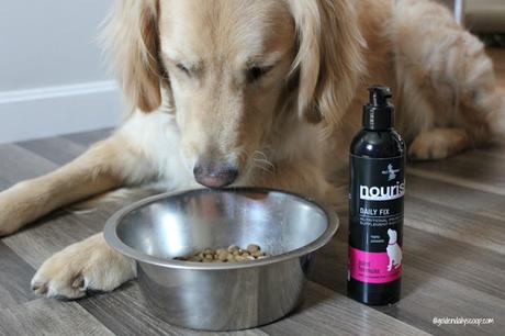 adding a joint supplement to your dog's food