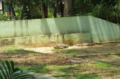 A visit to the Bannerghatta Biological Park in Bangalore
