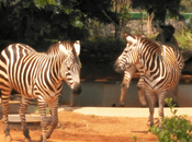 Visit Bannerghatta Biological Park Bangalore