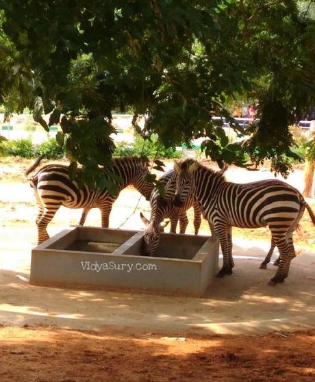 A visit to the Bannerghatta Biological Park in Bangalore