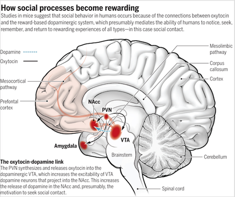 Brain circuits that modulate sociability.