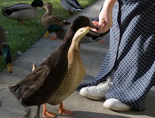 Image: Feeding Ducks by Hand, by Jason Hunken on FLickr
