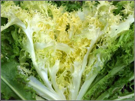 Blanched Endives on the menu!