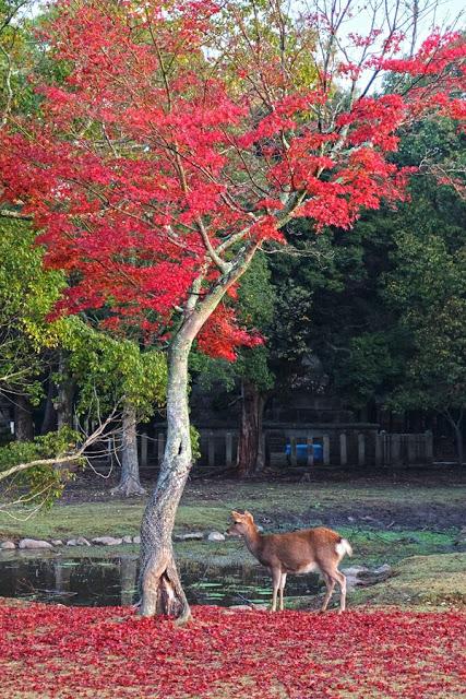 Kansai Diaries, Day 4: Early Morning at Nara Park