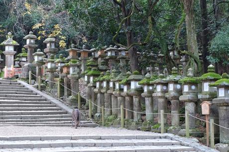 Kansai Diaries, Day 4: Early Morning at Nara Park