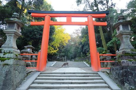 Kansai Diaries, Day 4: Early Morning at Nara Park