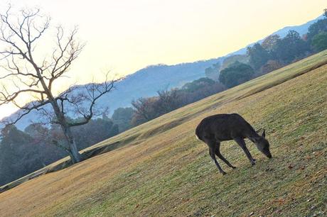 Kansai Diaries, Day 4: Early Morning at Nara Park