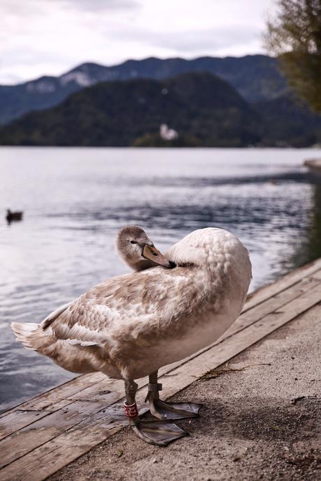 Bled, Slovenia