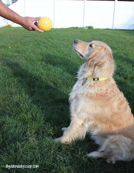 durable dog toys for powerful chewers