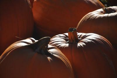 Tis the Season . . . For Pumpkins