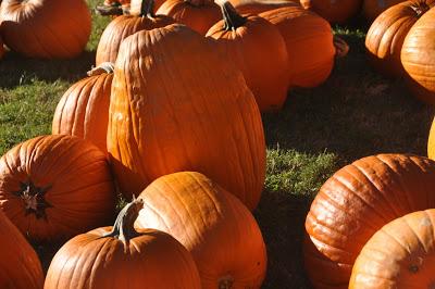 Tis the Season . . . For Pumpkins