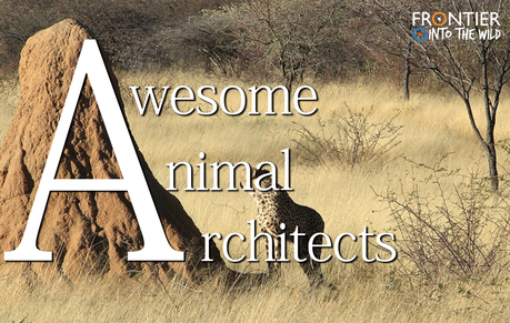 Animal Architects Animal Architects