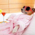 Dog-Spa-Trends