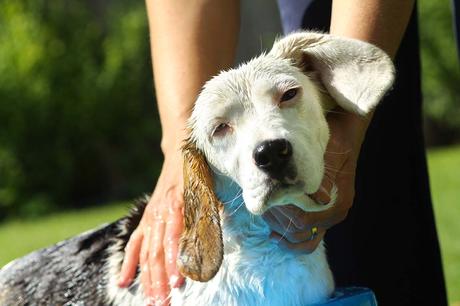 Beagle take a summer bath