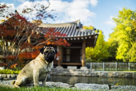Top 5 Tips for Travelling with Your Pet