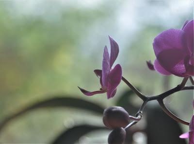 Orchids -- and a Home Grown Flower