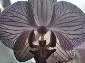 Orchids Home Grown Flower