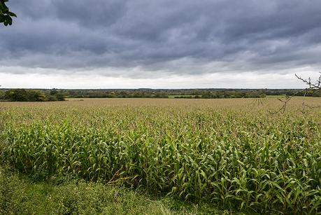 Fields of Maize