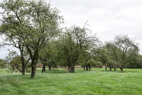 Orchard near Calverton