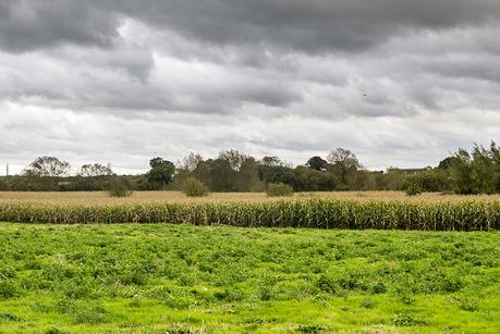 Views of Buckinghamshire over Maize Fields