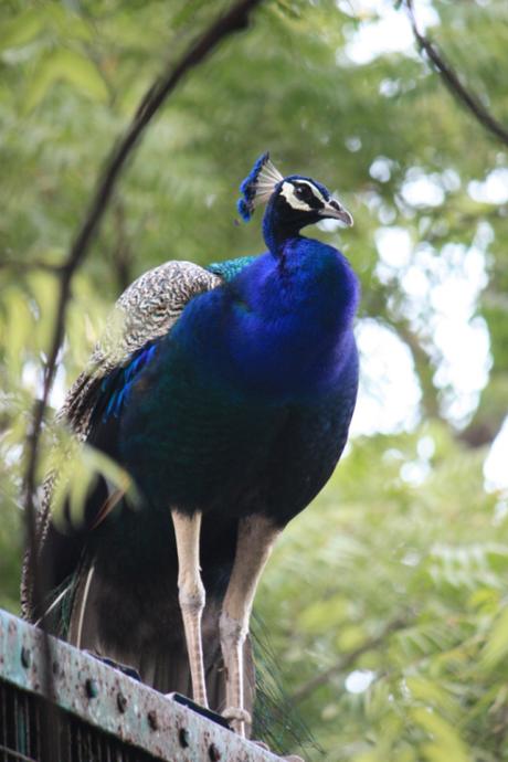 DAILY PHOTO: Peacock