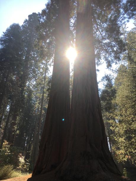 Healing light of the sequoia trees