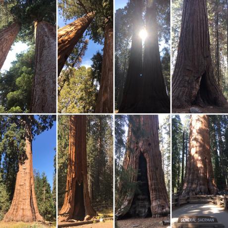 Healing light of the sequoia trees