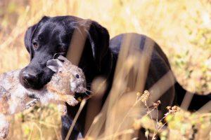 Rabbit Hunting with Dog