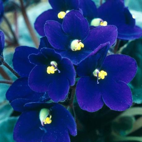 Make Your Garden A Beautiful Sight With Special Garden Seeds garden seeds