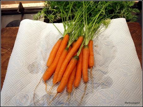 Finger carrots